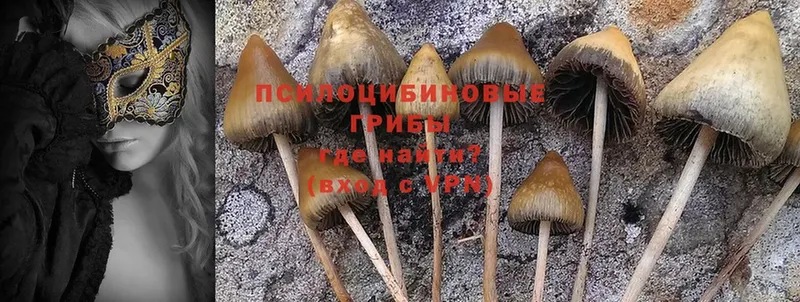 Псилоцибиновые грибы Psilocybine cubensis  Донецк 